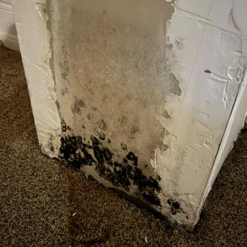 Professional Mold Removal in South Kingstown, RI